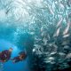 Ecodive Bali Diving Photo Gallery
