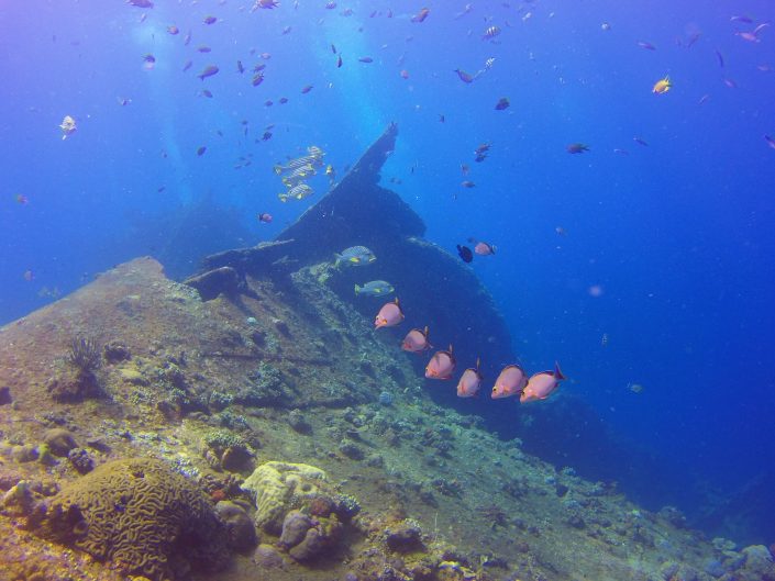 Nice viz in Tulamben Liberty wreck. Fishes are getting in line for Ecodive Bali