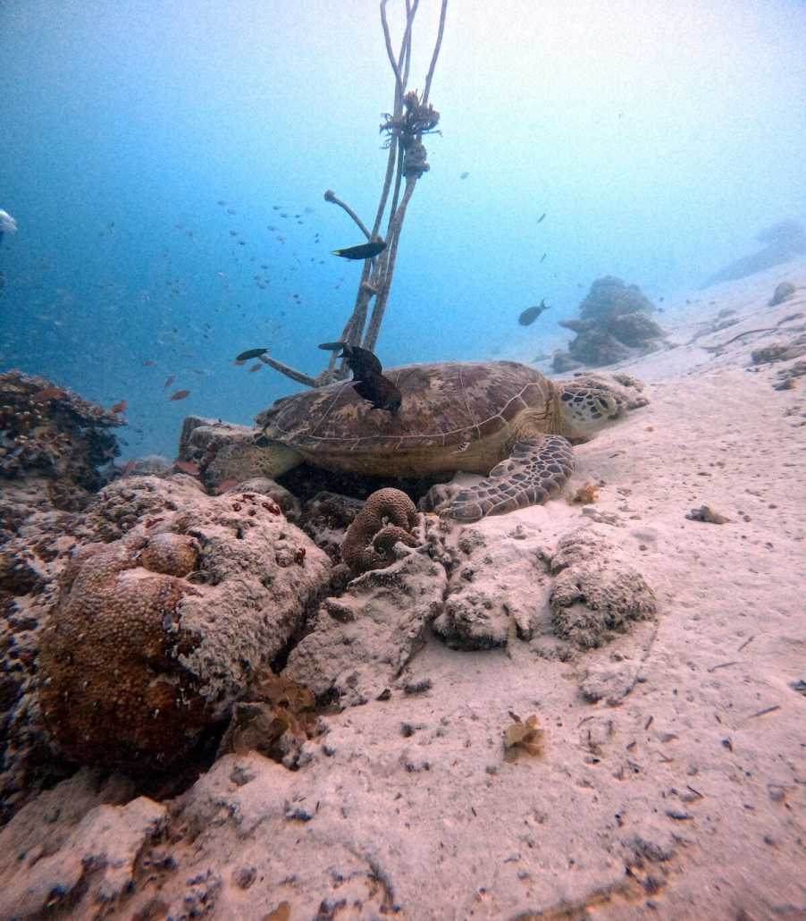 marine life at boga wreck