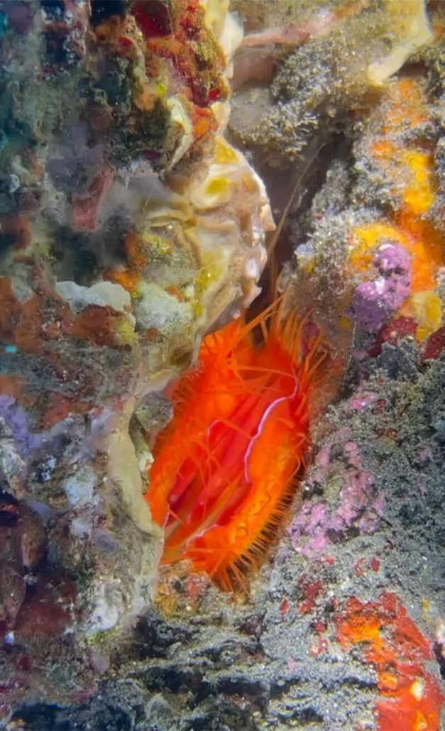 electric clam diving in bali tulamben